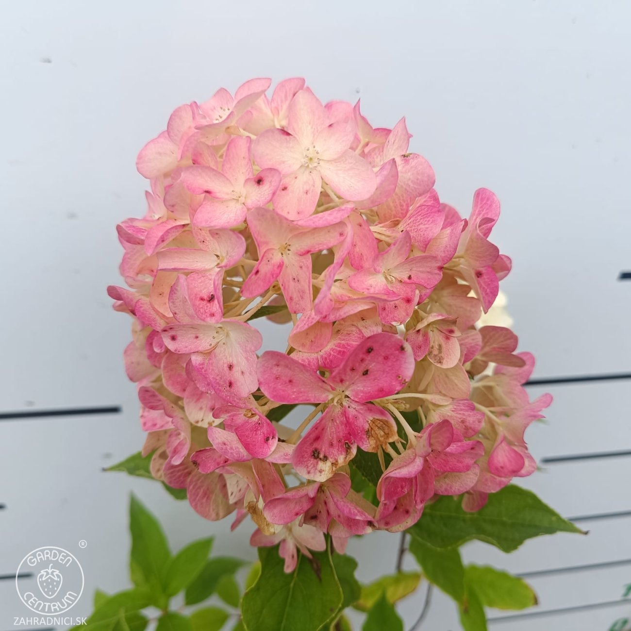 Obrázok Hortenzia metlinatá (Hydrangea paniculata) ‘LIVING PINK & ROSE’® by LIVING CREATIONS® - výška 50-70 cm, kont. C2L